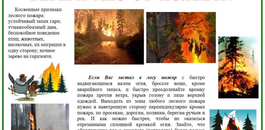 Берегите лес от пожара
